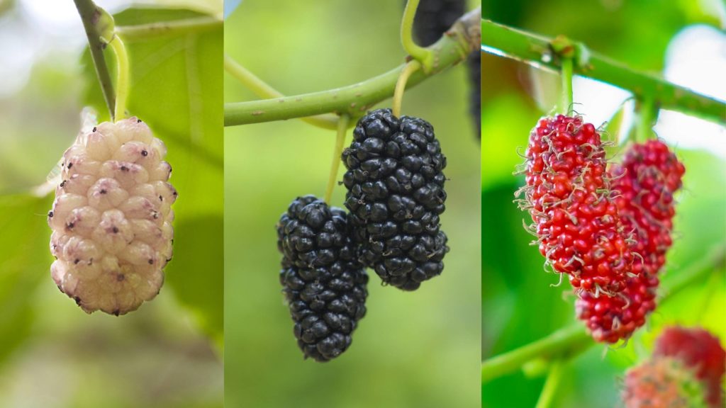 Variations of mulberries