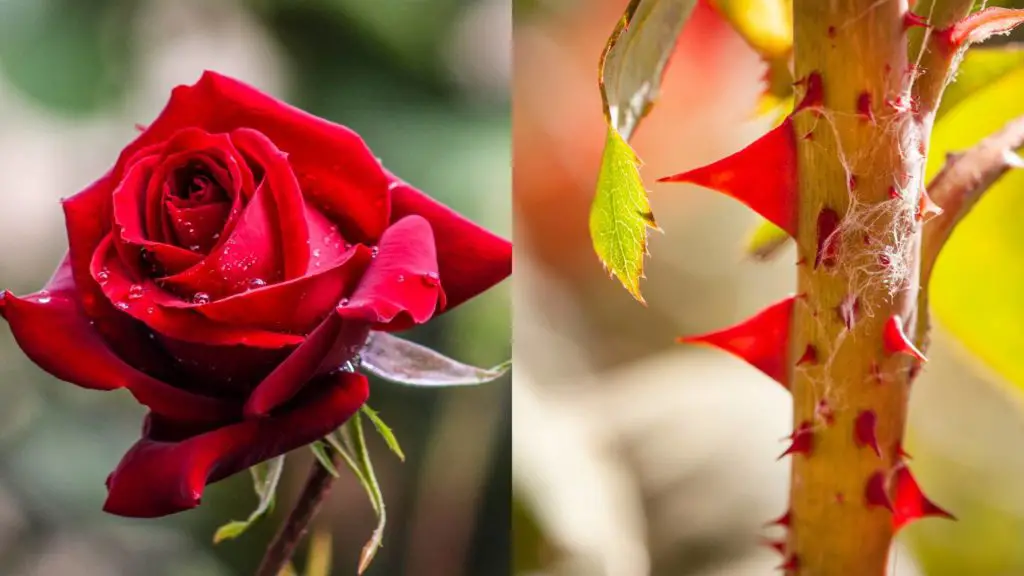 Watch out for the rose thorns 5 can dogs eat rose petals Watch out for the rose thorns