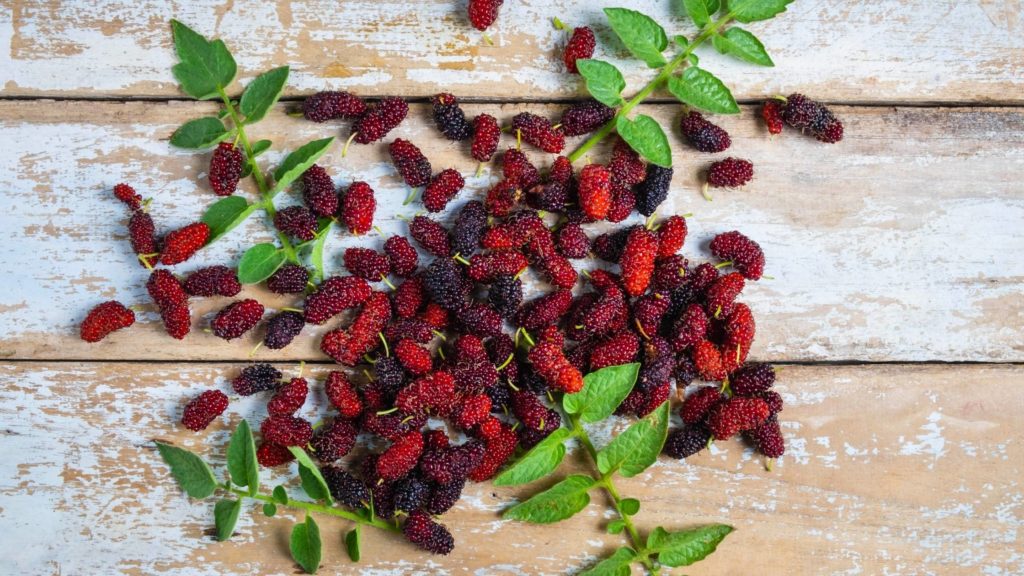 What are mulberries?
