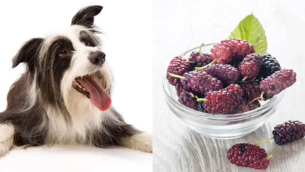 What benefits do mulberries have for dogs?