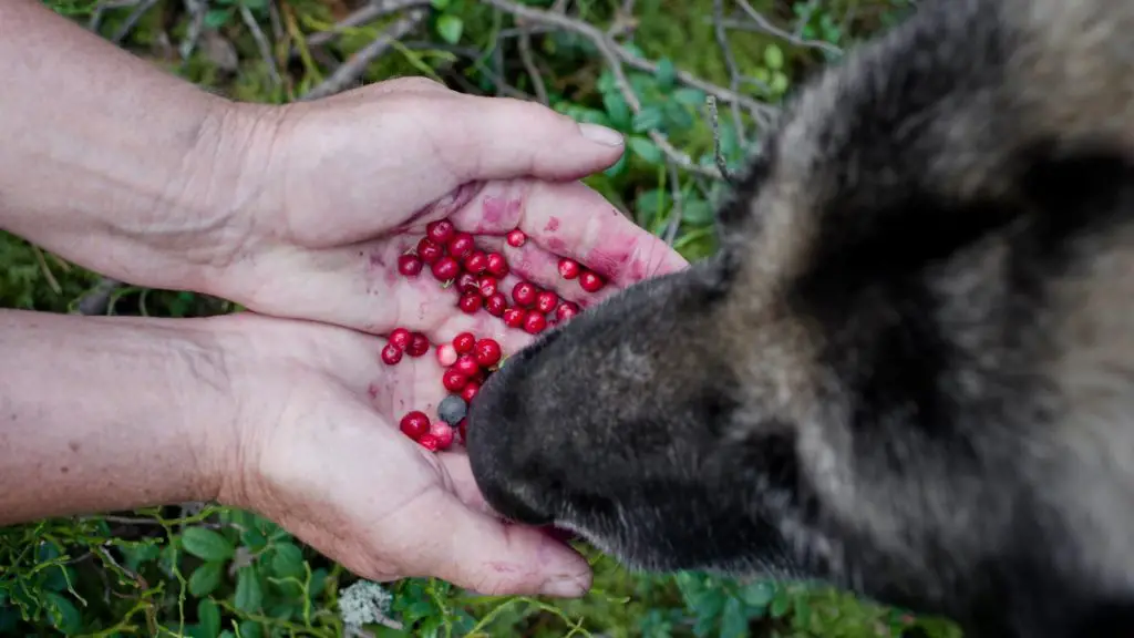 What can I feed my dog instead of acai?