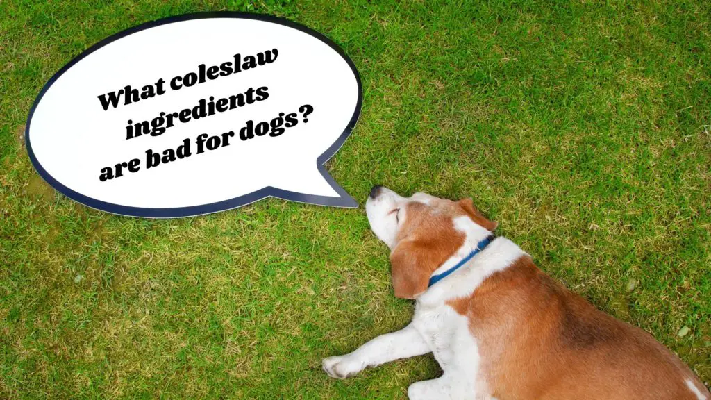 What coleslaw ingredients are bad for dogs?