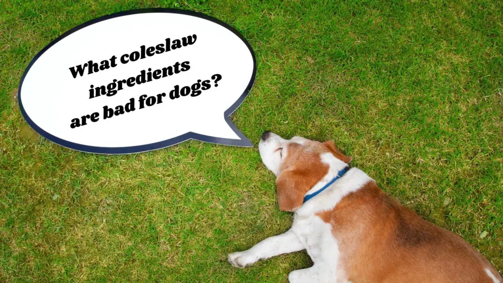 What coleslaw ingredients are bad for dogs 3 can dogs eat coleslaw What coleslaw ingredients are bad for dogs?