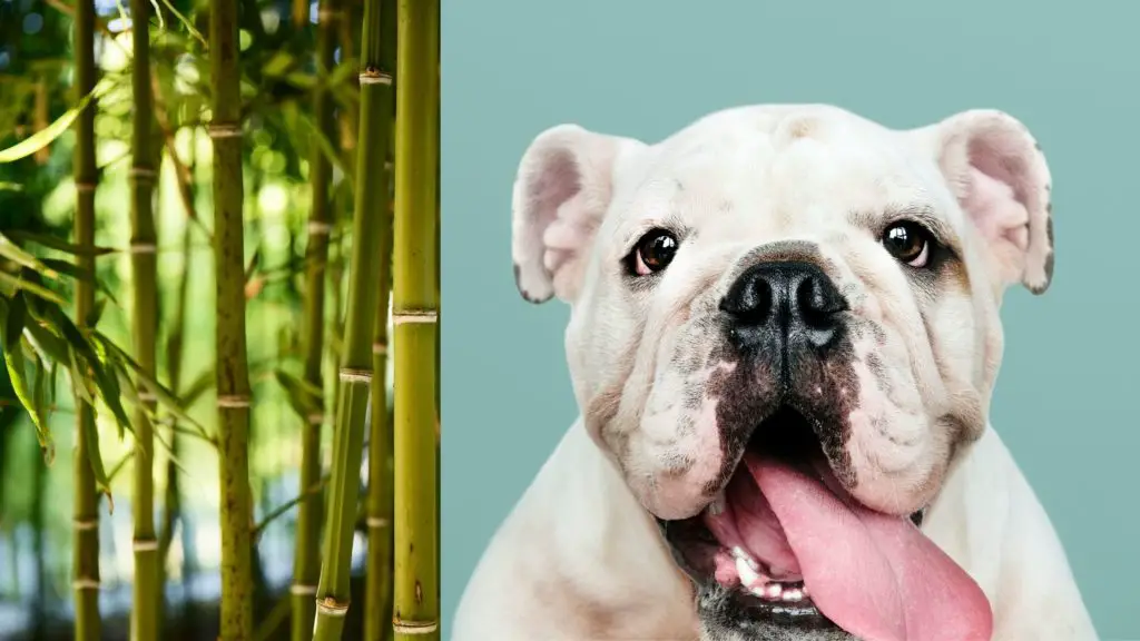 What happens if a dog eats a bamboo plant?