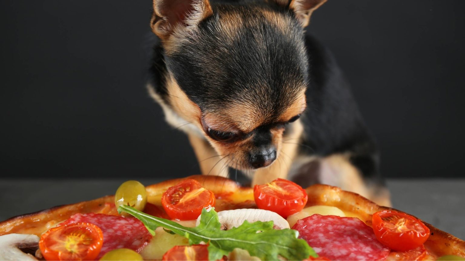 Can Dogs Eat Pizza Rolls? Is it Safe? What are the Risks?