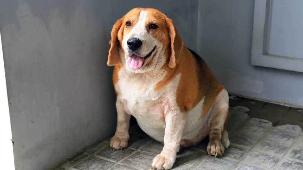 What happens if my dog eats too much orange flavored chicken 4 Can Dogs Eat Orange Chicken What happens if my dog eats too much orange flavored chicken?