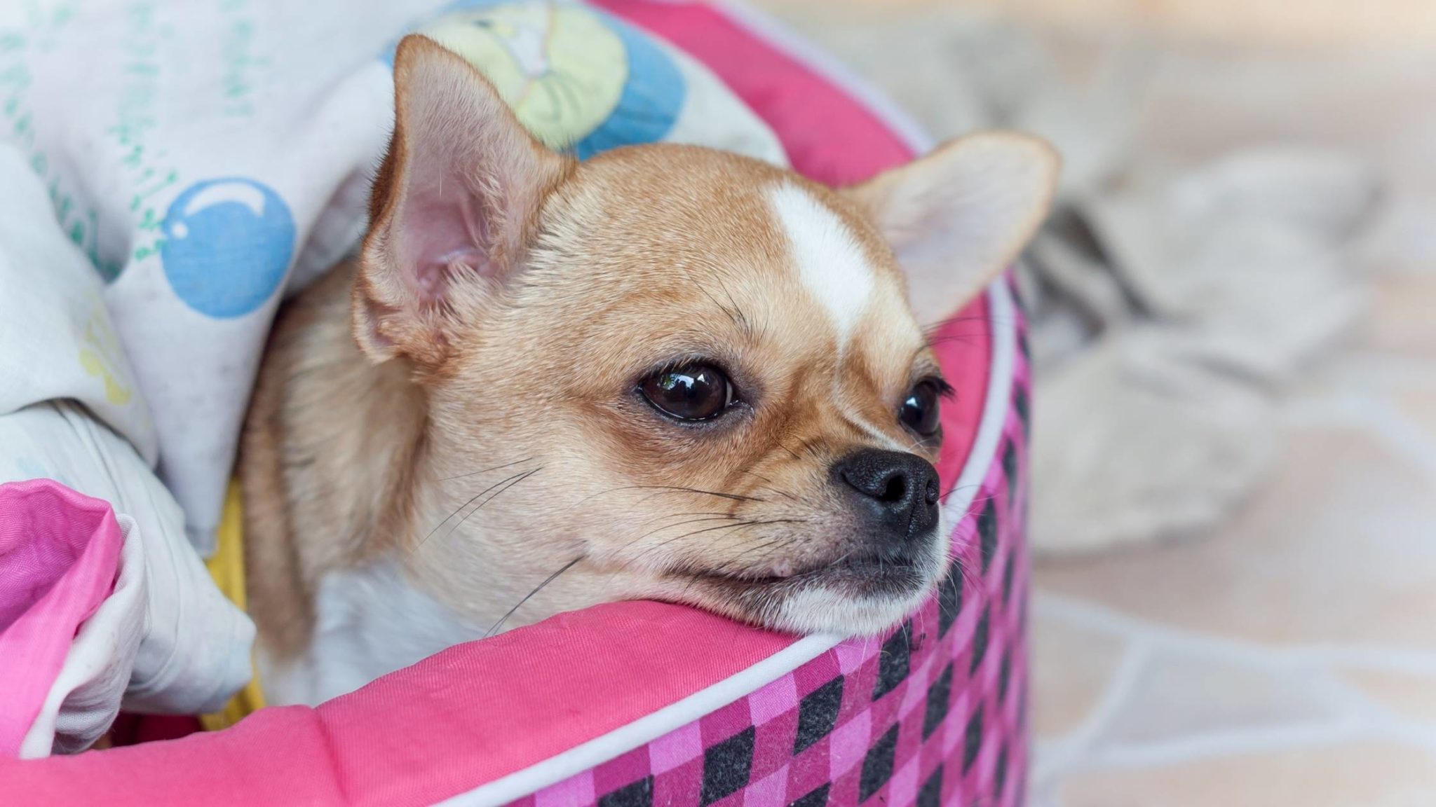 My Dog Ate a Foam Earplug! What Should I Do?