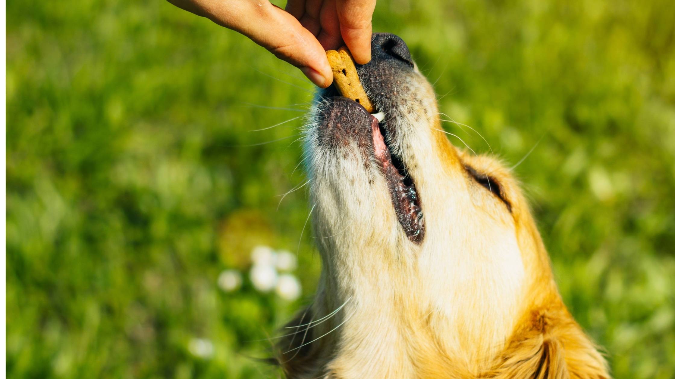 Can Dogs Eat Pop Tarts?