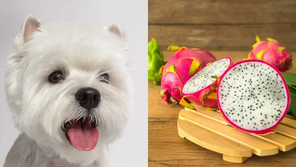 What happens when a dog eats dragon fruit?