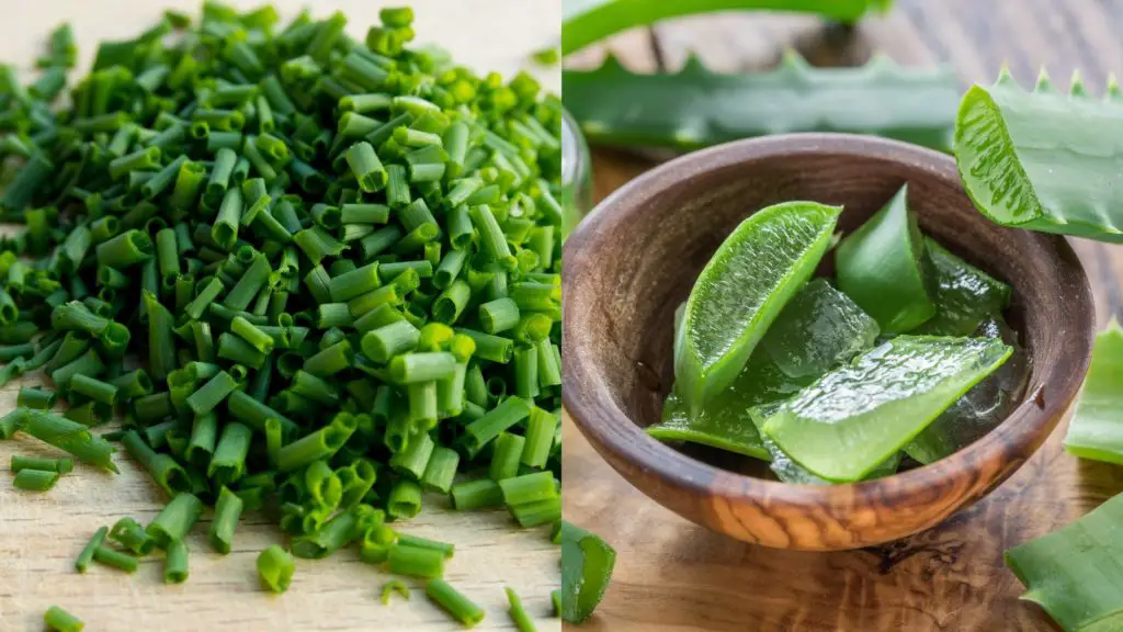 What herbs are toxic to canines 6 Can Dogs Eat Basil What herbs are toxic to canines?