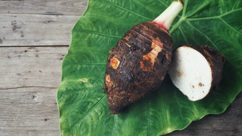 What is taro 2 Can Dogs Eat Taro What is taro?