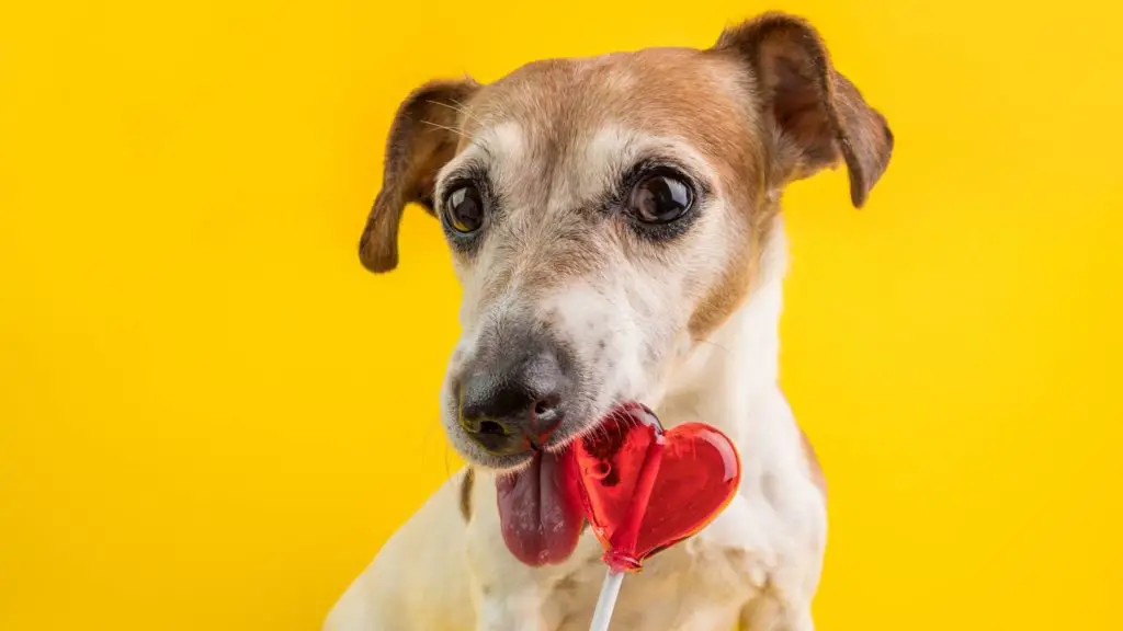 What kind of sweets can dogs eat 5 can dogs eat smarties What kind of sweets can dogs eat?