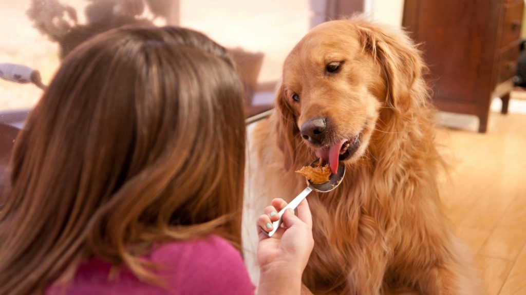 What sweet alternatives can you give your dog?