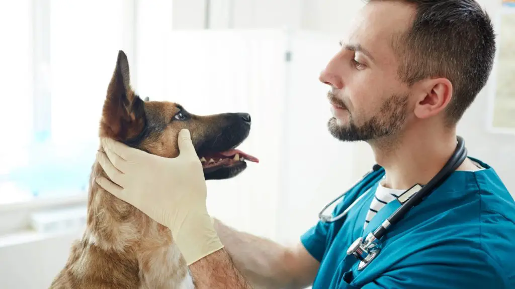 What to do if your dog ate taro root 5 Can Dogs Eat Taro What to do if your dog ate taro root?