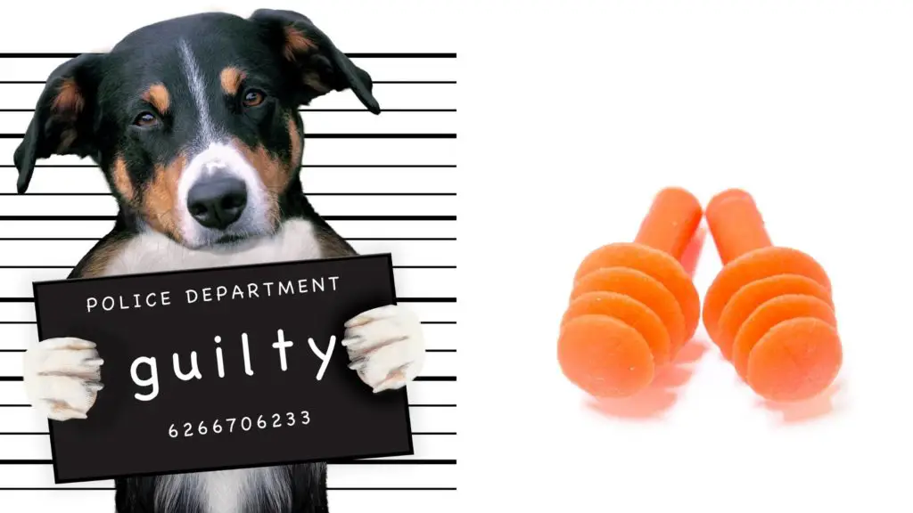 What to do if your dog eats an ear plug?