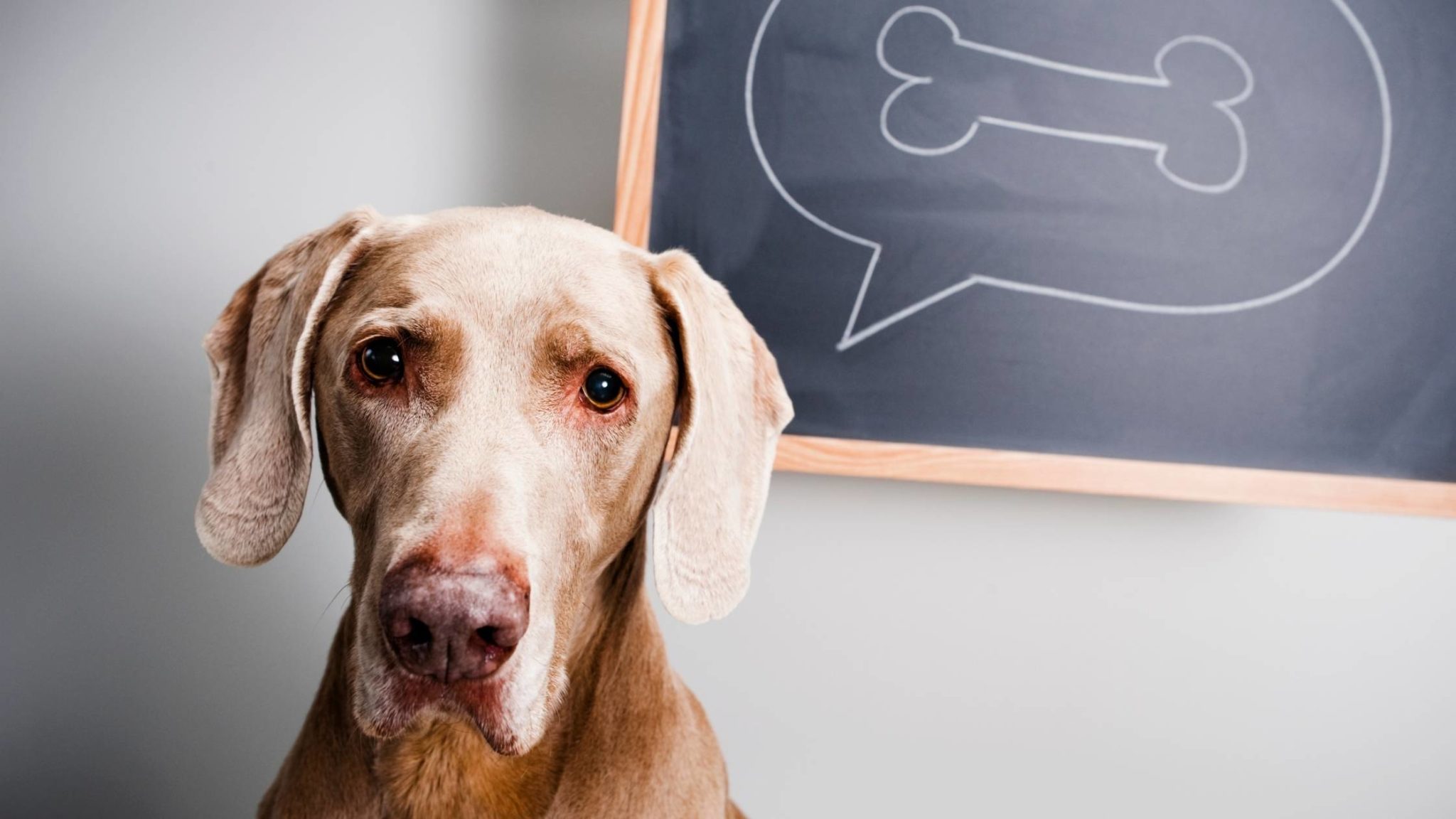 Can dogs Eat Peanut Butter Cookies? Are There Any Risks?