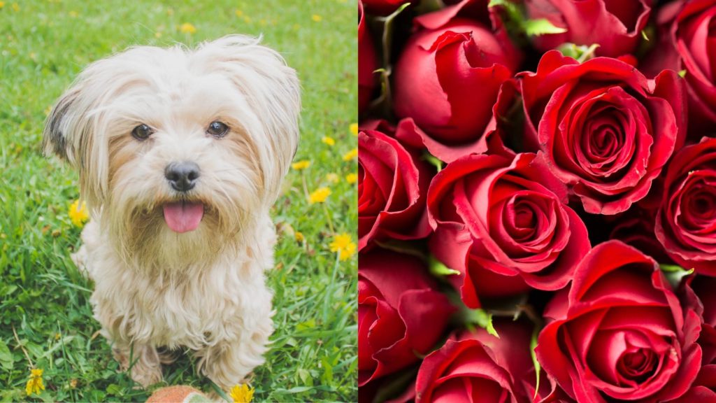 Why do dogs like a rose bush and rose petals?