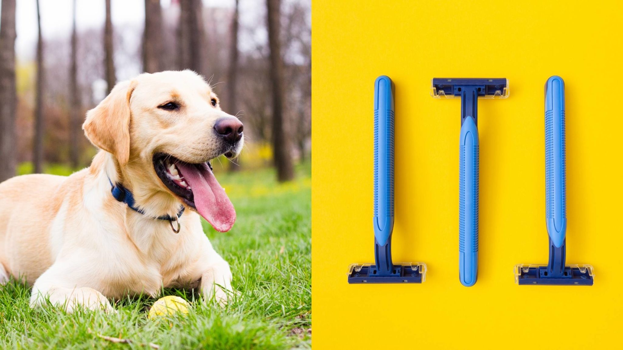 My Dog Ate a Disposable Razor, What Should I Do?