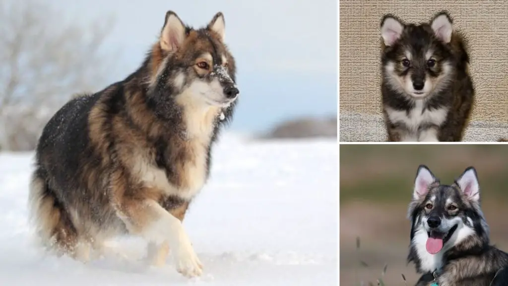 2 2 Utonagan Dog Utonagan Dog