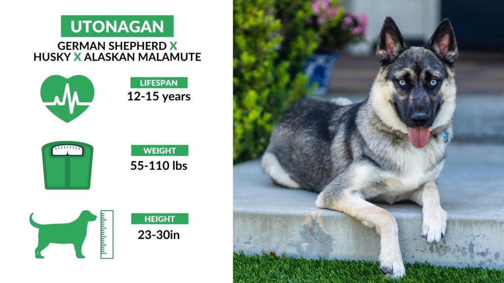 History and Origins of the Utonagan Dog