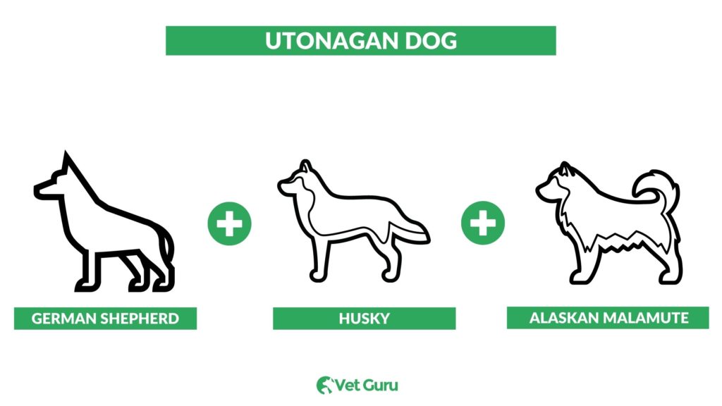 What Do Utonagan Dogs Look Like?