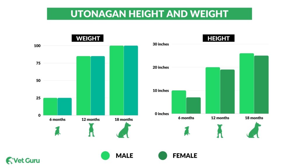 6 6 Utonagan Dog Utonagan Dog