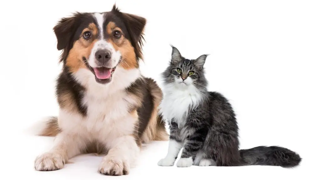 Are Australian shepherds good with cats?