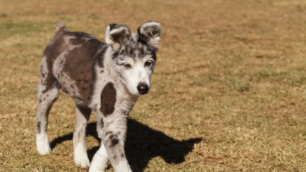 Are Catahoula Australian Shepherd Mixes Good as Family Pets?