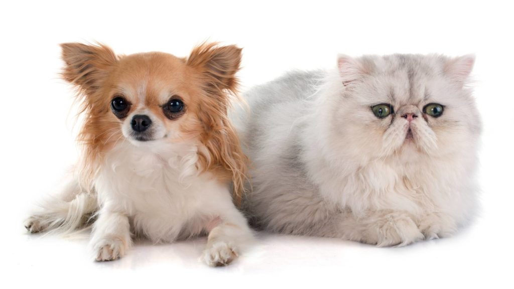 Are Chihuahuas good with cats?