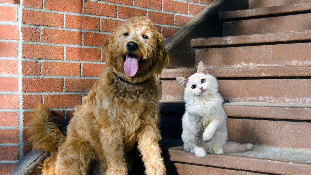 Are Goldendoodles good with cats?