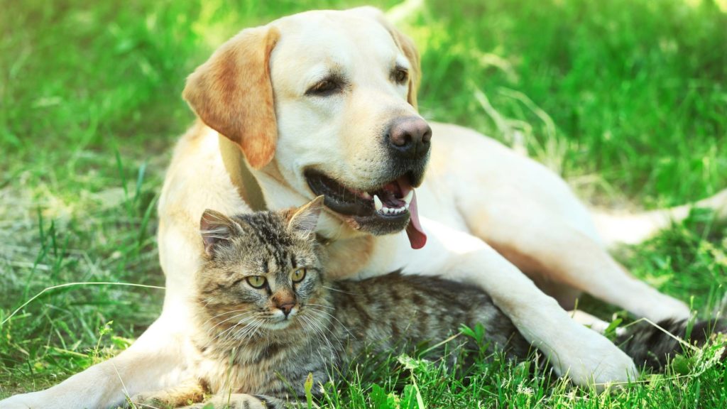 Are Labrador retrievers good with cats?
