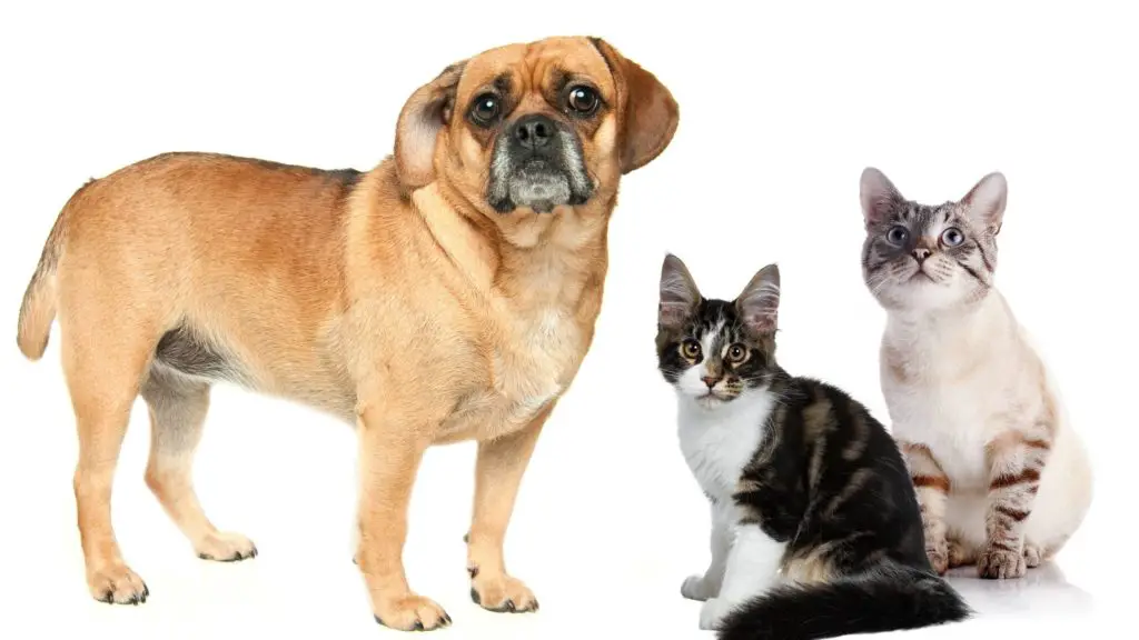 Are Puggles good with cats?