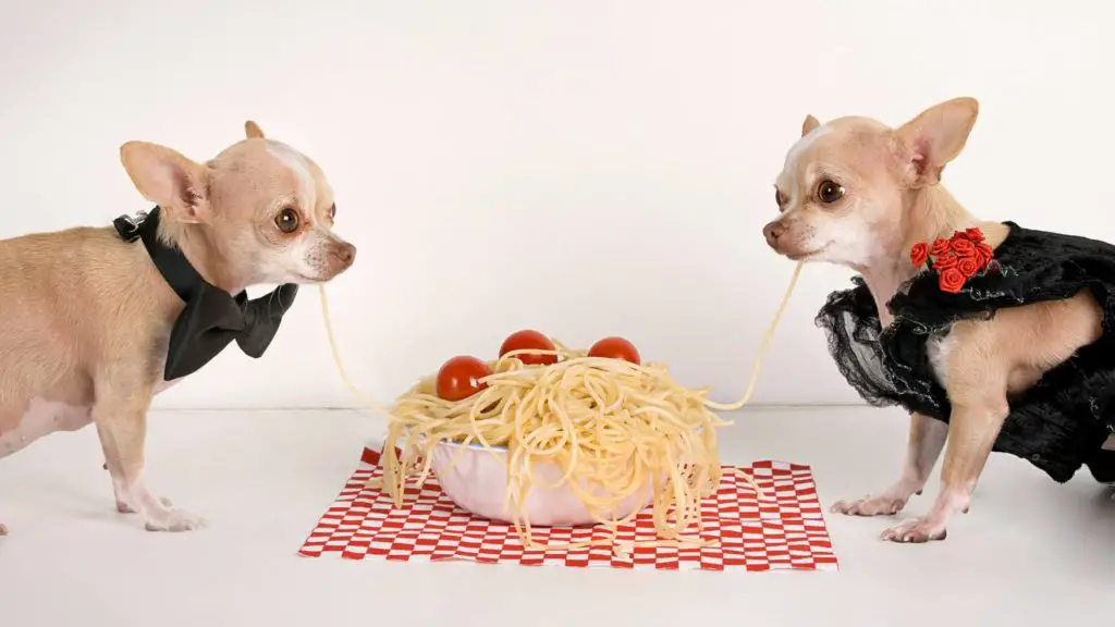 Are dogs allowed to eat spaghetti?