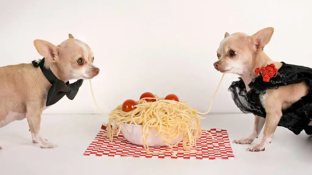 Are dogs allowed to eat spaghetti 5 Can Dogs Eat Meatballs Are dogs allowed to eat spaghetti?
