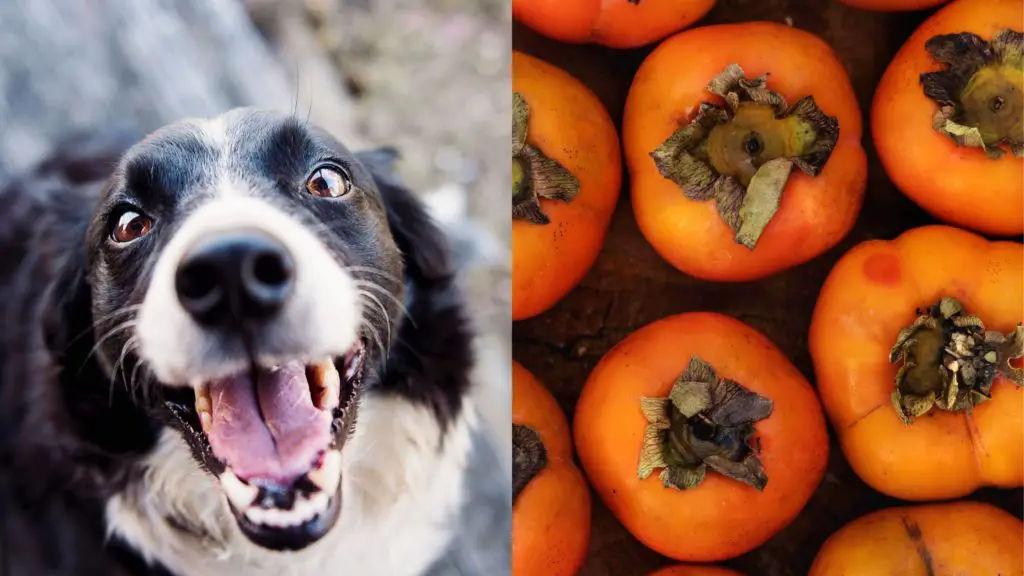 Are persimmons good for dogs?