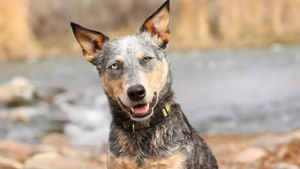 Australian Cattle Dog Mix