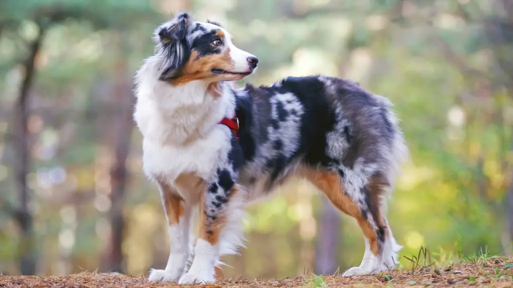 Australian Shepherd