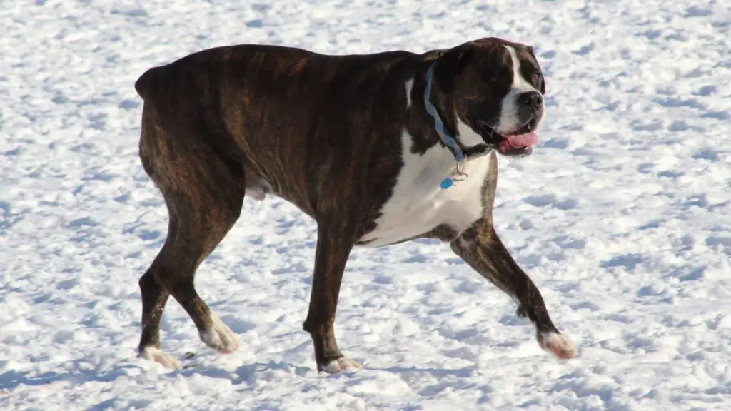 Boxer Mix 8 Catahoula Australian Shepherd Mix Boxer Mix