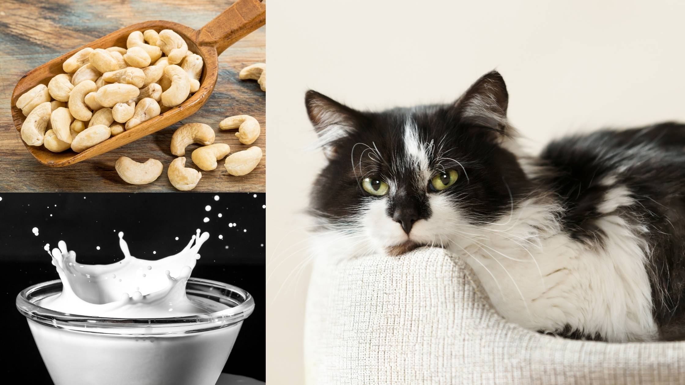 can cats drink cashew milk