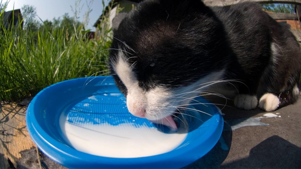 Can Cats Drink Cashew Milk?