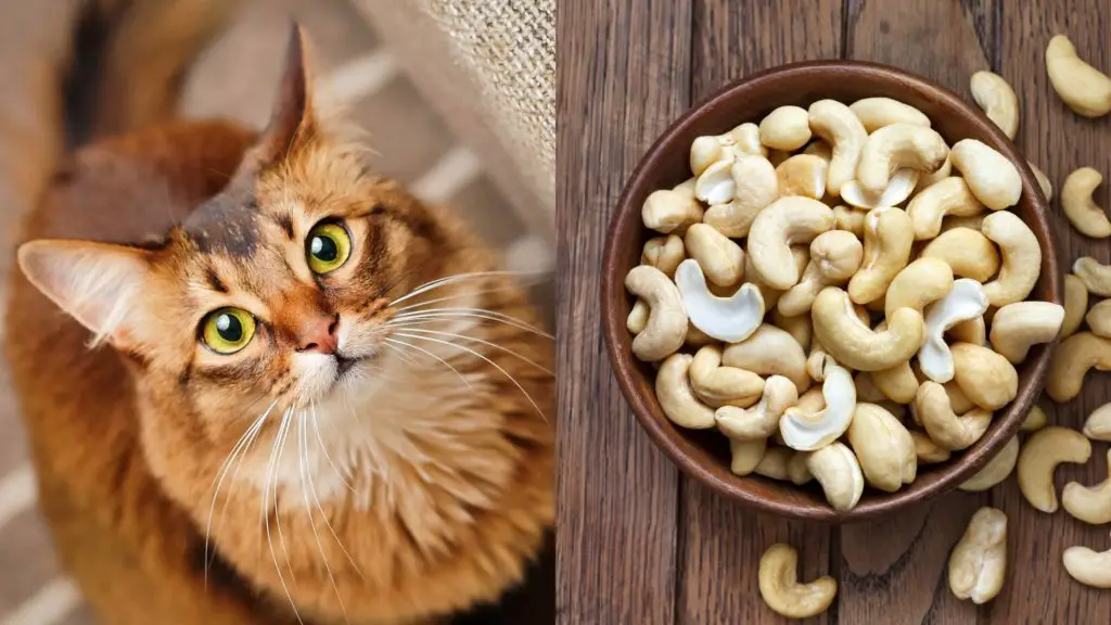 Can Cats Eat Cashews 2 can cats drink cashew milk Can Cats Eat Cashews?