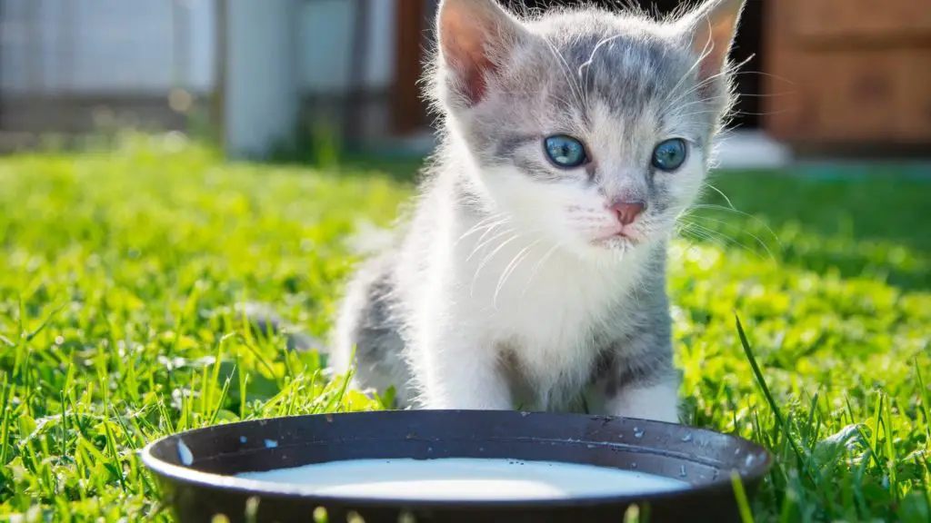 Can Kittens Drink Cashew Milk?