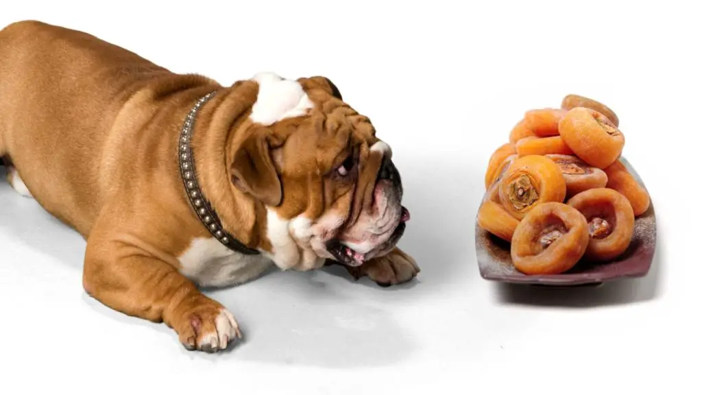 Can dogs eat dried persimmons?