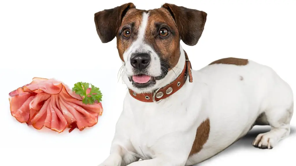 Can dogs eat lunch meat?