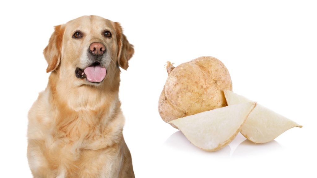 Can dogs eat raw jicama?