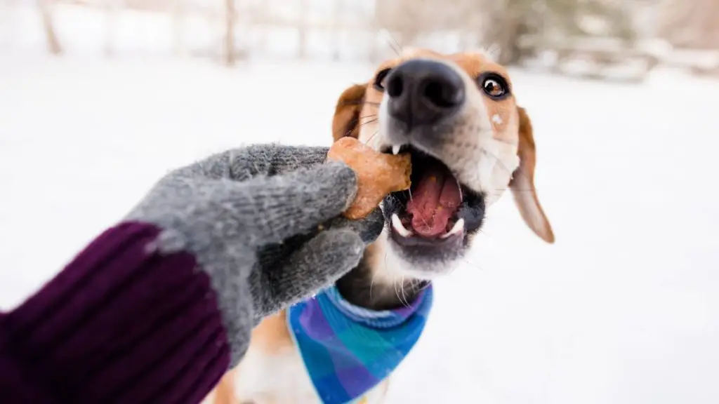 Can dogs eat sugar cookies?