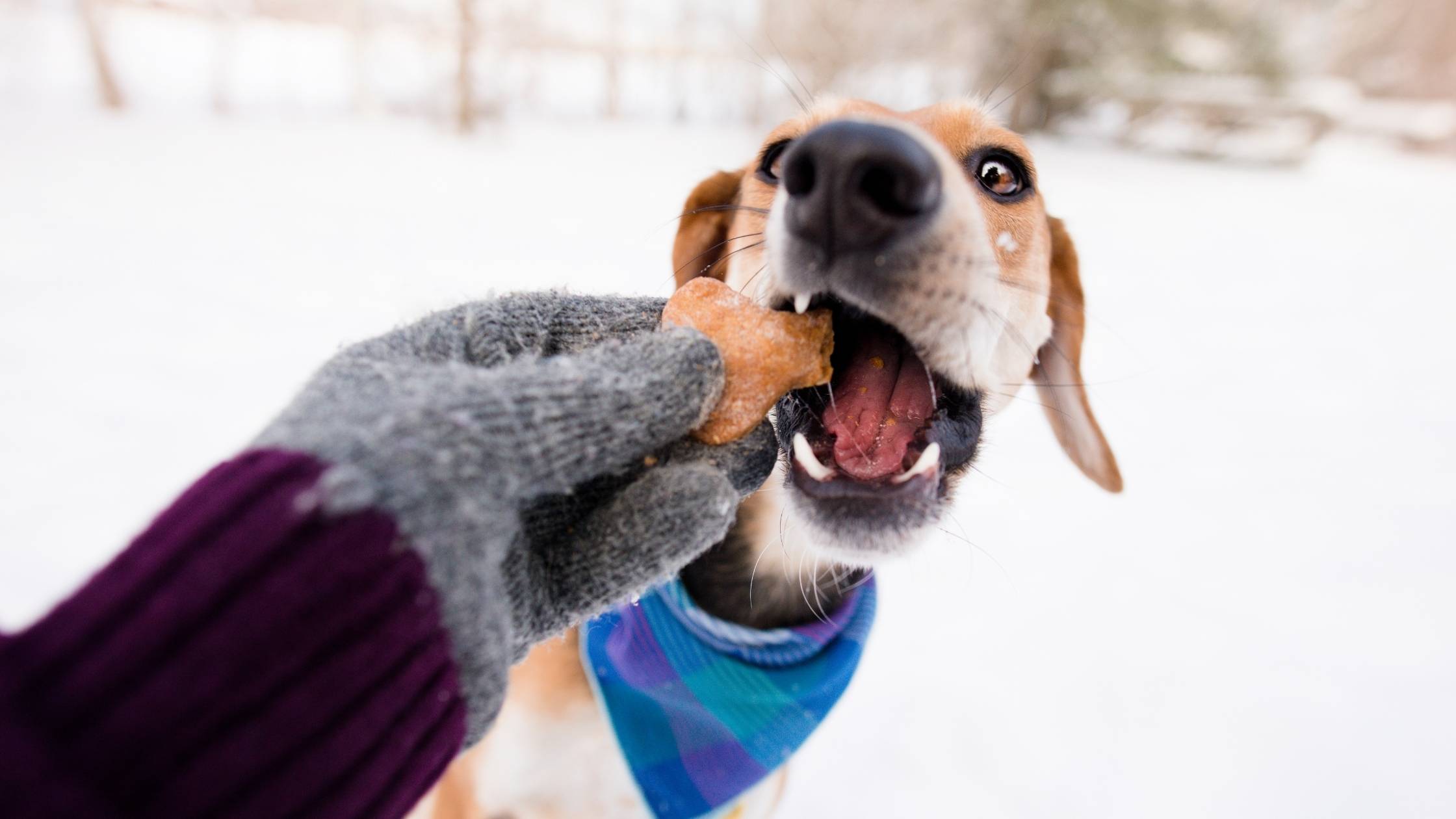 Can Dogs Eat Sugar Cookies