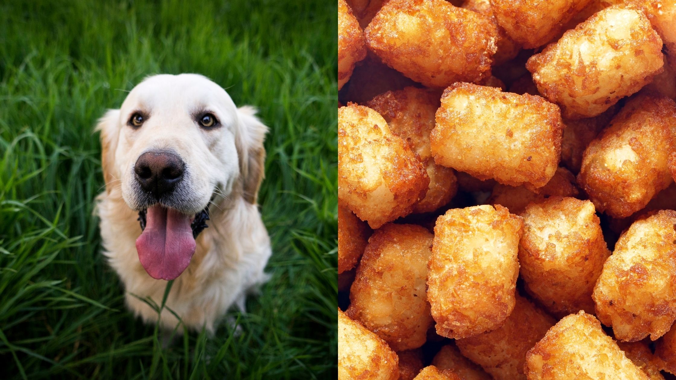 Can Dogs Eat Tater Tots