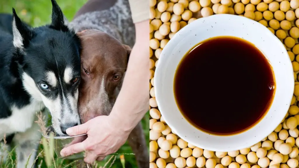 Can dogs have soy sauce?