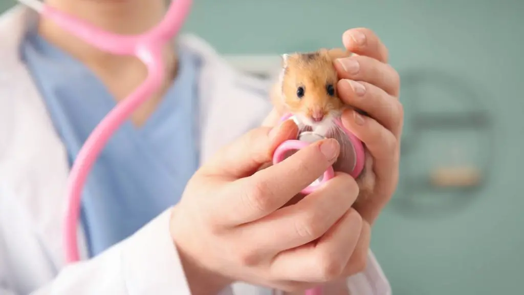 Can my hamster become ill from the cold?